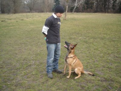 dog training Sofia